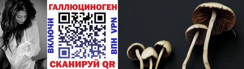KRAKEN как зайти  как найти закладки  Городовиковск  Псилоцибиновые грибы GOLDEN TEACHER 